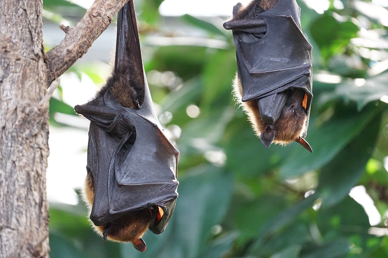 Pipistrello und der verfluchte Jojo: Ein farbenfrohes Abenteuer erwartet uns!
